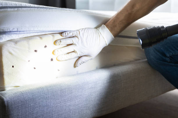 Best Pest Control for Homes  in Timonium, MD