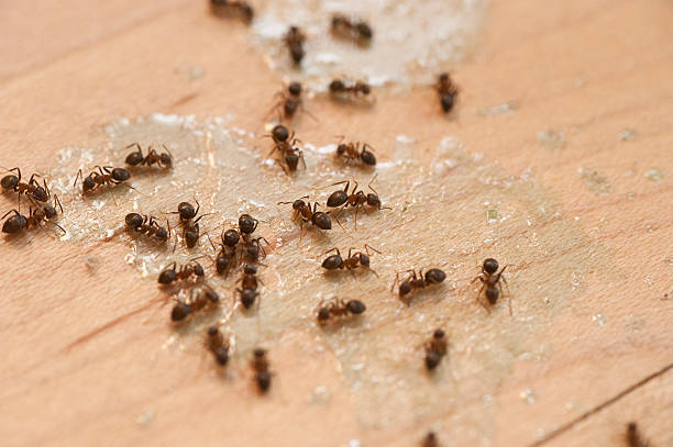Best Cockroach Control Services  in Timonium, MD
