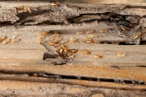 Best Ant Control Services  in Timonium, MD